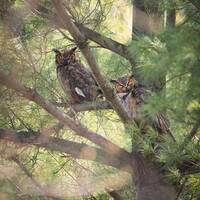 Owls, Owl Photograph, Bird Photography, Bird, Raptor, Bird Photography Print, Owl Photography, Bird 