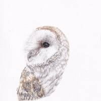 Barn owl watercolour painting print