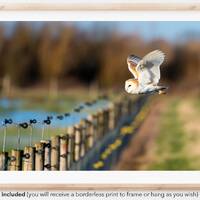 Barn Owl Flying | Original Photography | Photo | Print | Nature | Wildlife | British Bird UK| Home W