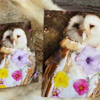 Owl Ceremony Deep Matte Giclee Photography Art Print 5x7 8x10