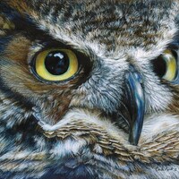 Owl Art print by Carla Kurt bird 11 x 14