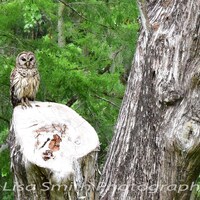 Owl on Tree Stump