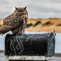 Mailbox Wisdom ~ Great Horned Owl Perched On Mailbox ~ Florence, Oregon USA