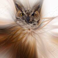 Twirled Great Horned Owl Fine Art Photo Print - Picture | Choose Standard Print, Canvas, Metal or Ac