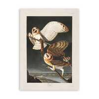 Barn Owl Bird Print, Vintage Style Audubon Poster, Birds Of America Illustration, AOB169