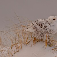 Snowy Owl