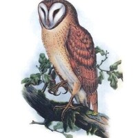 2 x Large Owl Waterslide Decal Stickers, for Soap , Candles, Glass, Ceramics, Pottery, Porcelain,  H