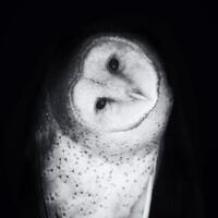 Barn Owl Photo Art - "Hoo Are You" - Square Black and White Bird Fine Art Print