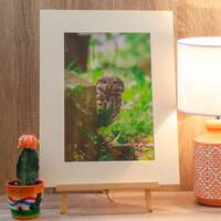 Cheeky Little Owl Photo Print (303mm x 406mm) Wildlife Print, Nature Print, Bird Print, Mounted Prin