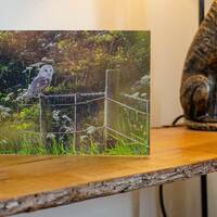 Barn Owl at Sunset Greetings Card. Barn Owl, Barn Owl Greeting Card, Owl Card, Bird Card, Greetings 