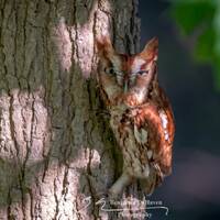 Bird Photography, Eastern Screech-Owl, Fine Art Print, Delaware Photography, Wall Art, Wildlife Phot