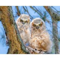 Great Horned Owl Owlet Wall Print, Metal Prints, Nature Birding Photography, Wildlife Juvenile, Canv