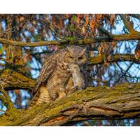 Great Horned Owl Wall Print, Metal Prints, Nature Birding Photography, Wildlife, Canvas Wrap Art, Bi