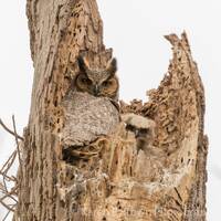 Great Horned Owl Photo, Great Horned Owl Print, Great Horned Owlet, Picture of Owls, Baby Owl, Owl A
