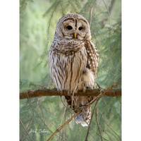 BARRED OWL #2 ready to hang photo