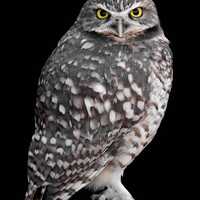 5087 Little Owl
