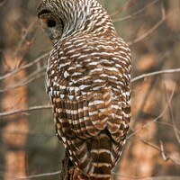 Hunting Barred Owl