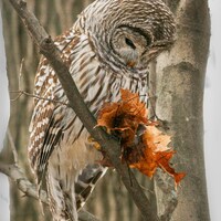 Barred Owl with Mouse