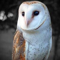 Barn Owl photo print - Fine Art photography, owl decor, barn owl wall art, barn owl print, wise owl,