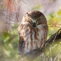 Northern Saw-whet Owl / Photograph / Owl Photo / Owl Print / Minnesota / Owl Photography / Owl Art /
