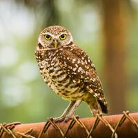 Burrowing Owl Fine Art Print - Florida Bird Art - Perfect Gift for Birders - Cape Coral Florida Owls