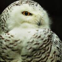 Matted 8X10 print Snowy Owl - nature photography – bird