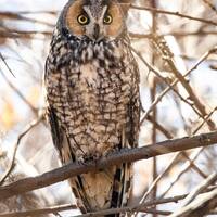 Long-eared Owl