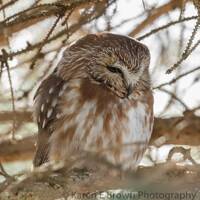 Northern Saw-whet Owl Photo, Saw-whet Owl Picture, Owl Print, Tiny Owl Picture, Cute Owl, Owl Photog