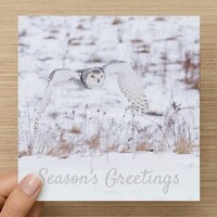 Snowy Owl Christmas Cards - pack of 6, Season's Greetings, bird holiday card, owl Christmas card
