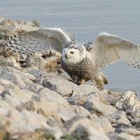 Owl Photograph | White Spotted Owl Pic | Avian Canadian Wildlife | Lobby Wall Art | Home Office Deco