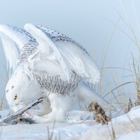 Snowy Owl Print: Female Wildlife Art, Jones Beach, NY