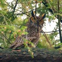 Great Horned Owl / Photograph / Owl Photo / Owl Print / Kentucky / Owl Photography / Owl Art / Owl D