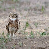Burrowing Owl - Badlands National Park