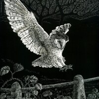 Art Card: Caught in Flight - Barn Owl - original Scraperboard Blank