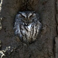 Screech Owls Nest, Photography Prints, Metal Prints, Cuyahoga Valley National Park, Midwest Decor