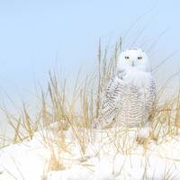 Snowy Owl, Female Snowy Owl Print, Wildlife,