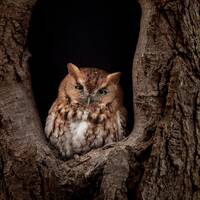 Screech Owl Photo, Metal or Acrylic Print Harry Collins Original Photography Wall Art Home Decor Liv