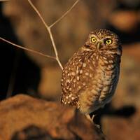 Burrowing Owl, Owl on the Rocks, Cute Owl Photo, Fine Art Photography, Nature Photography, Owl in th