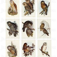 Vintage Owl Junk Journal Digital Ephemera Pack