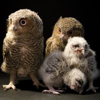 Family Portrait - Captive Bred Eastern Screech Owls