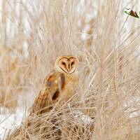 Barn Owl 8918 ( Tyto alba )    Barn Owl Prints, Owl Pictures, Nature Photography, Educational Owl Ph
