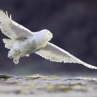 Snowy Owl at Launch, Parker River National Wildlife Refuge, Newbury, Massachusetts