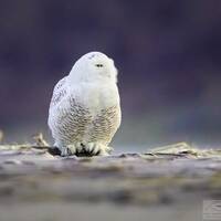 Snowy Owl on the Beach, Parker River National Wildlife Refuge, Newbury, Massachusetts