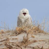 Laughing Snowy Owl, Parker River National Wildlife Refuge, Newbury, Massachusetts