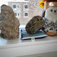 Paleolithic Polymorphic Spotted Owl