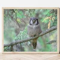 Owl Photo-Owl Print-Northern Hawk Owl-Owl Picture-Owl Photography-Bird Photography-Owl Gifts-Wildlif