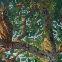 Verreaux Eagle Owl Print: "Who Goes There!"Limited Edition Giclee Canvas Art (16" x 2
