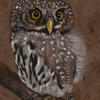 Journal Pygmy Owl hand made papier mache acrylic painted coptic bound journal