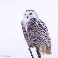 Owl Print, Owl Photography, Snowy Owl Print, Snowy Owl, Gift for Him, Wildlife Photography, Gift for