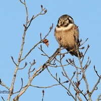 Northern Hawk Owl Photo | Bird Home Décor | Raptor Photography | Minnesota Home Office Nature